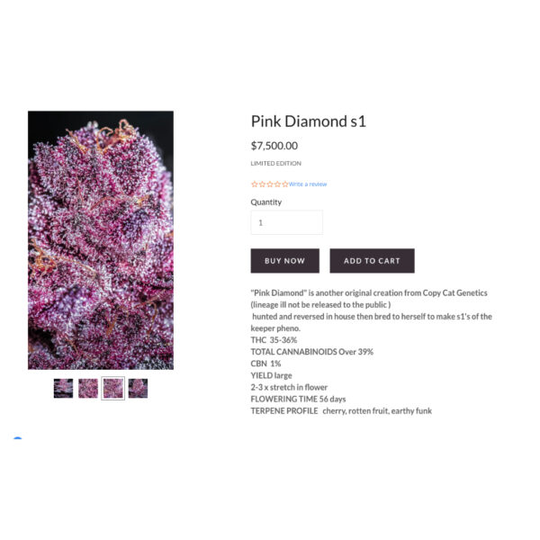 เมล็ดกัญชา Pink Diamond S1 (Fem) - Copycat Genetix - Image 4