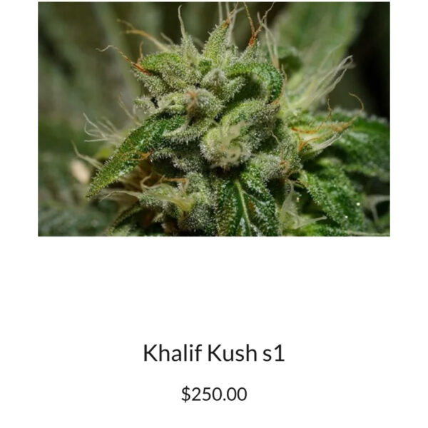 เมล็ดกัญชา Khalifa Kush S1 - Copycat Genetix - Image 3