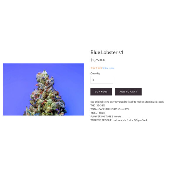 เมล็ดกัญชา Blue Lobster S1 (Fem) ใหม่* - Copycat Genetix - Image 3