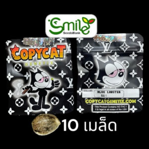 เมล็ดกัญชา Blue Lobster S1 (Fem) ใหม่* - Copycat Genetix