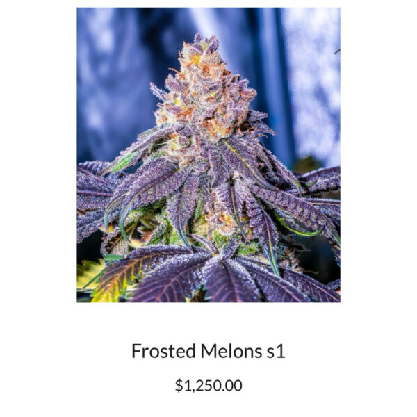 เมล็ดกัญชา Frosted Melons S1 (Fem) - Copycat Genetix - Image 4