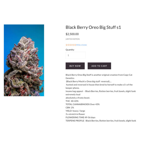 เมล็ดกัญชา Black Berry Oreo Big Stuff S1 (Fem) - Copycat Genetix - Image 2
