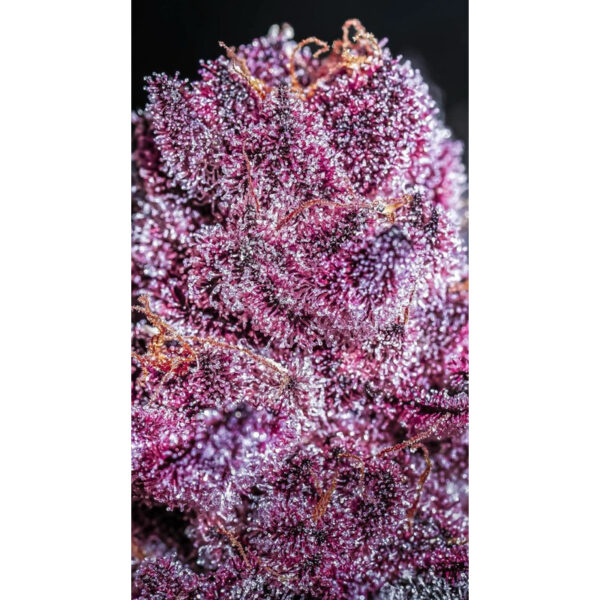 เมล็ดกัญชา Pink Diamond S1 (Fem) - Copycat Genetix - Image 3