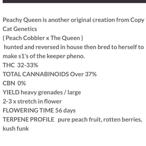 เมล็ดกัญชา Peachy Queen S1 (Fem) - Copycat Genetix - Image 5