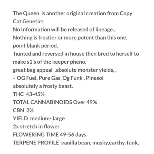 เมล็ดกัญชา The Queen S1(Fem) - Copycat Genetix - Image 4