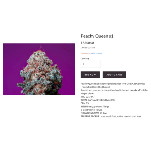 เมล็ดกัญชา Peachy Queen S1 (Fem) - Copycat Genetix - Image 4