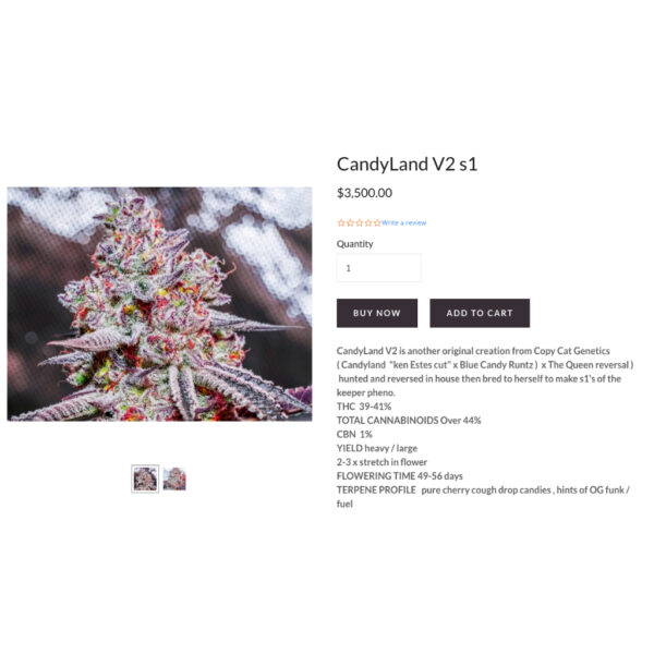 เมล็ดกัญชา CandyLand V2 S1 (Fem) - Copycat Genetix - Image 4