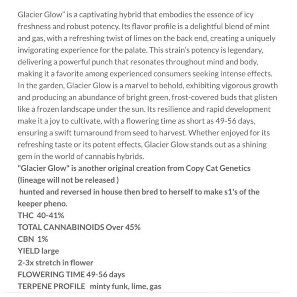 เมล็ดกัญชา GLACIER GLOW S1 (Fem) Limited ใหม่ 2024* - Copycat Genetix - Image 5