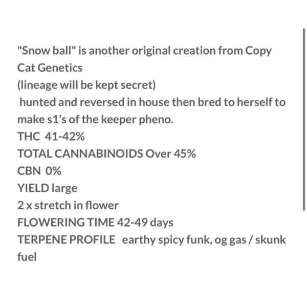 เมล็ดกัญชา Snow Ball S1 (Fem) New 2024* - Copycat Genetix - Image 6