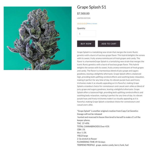 เมล็ดกัญชา Grape Splash S1 (Fem) Hybrid องุ่นหวานฉ่ำๆ 2024* - Copycat Genetix - Image 3