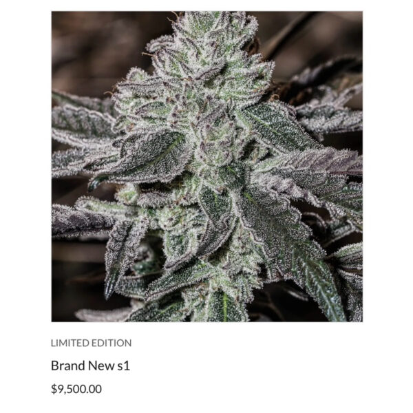 เมล็ดกัญชา Brand New S1 (Fem) Limited New Package 2025* - Copycat Genetixx - Image 2
