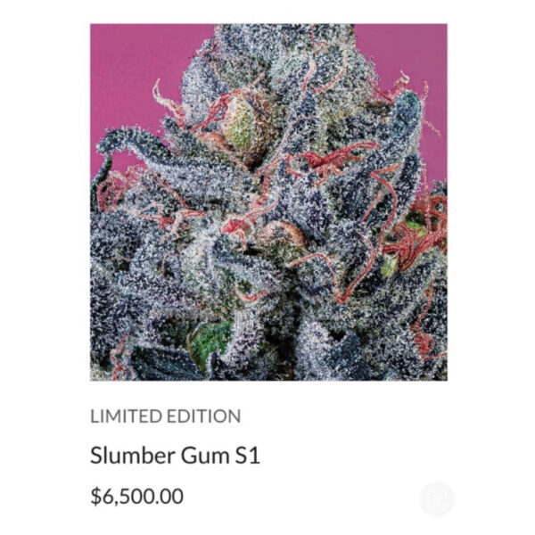 เมล็ดกัญชา Slumber Gum S1 (Fem) Indica หอมบับเบิ้ลกัม ผ่อนคลาย  2024* - Copycat Genetix - Image 3