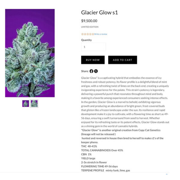 เมล็ดกัญชา GLACIER GLOW S1 (Fem) Limited ใหม่ 2024* - Copycat Genetix - Image 4