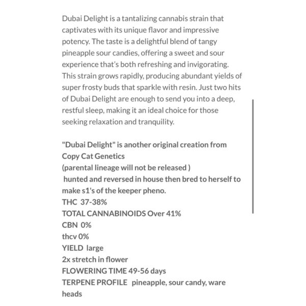 เมล็ดกัญชา Dubai Delight S1 (Fem) ใหม่ล่าสุด 2024* - Copycat Genetix - Image 2
