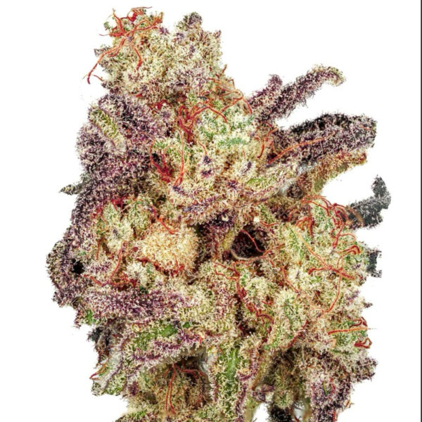 เมล็ดกัญชา GiGi’s SnowBerry Swirl S1 (Fem) Sativa ใหม่ล่าสุด 2024* - Copycat Genetix - Image 4