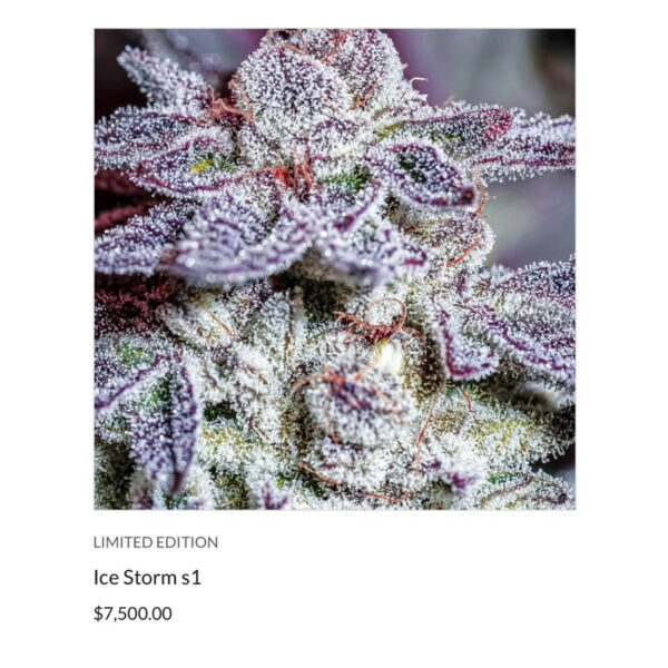 เมล็ดกัญชา ICE STORM S1 (Fem) Limited ใหม่แพ็คเกจ 2025* - Copycat Genetixx - Image 3