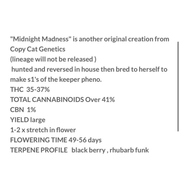 เมล็ดกัญชา Midnight Madness S1(Fem) Hybrid แบลคเบอรี่ 2024* - Copycat Genetix - Image 5