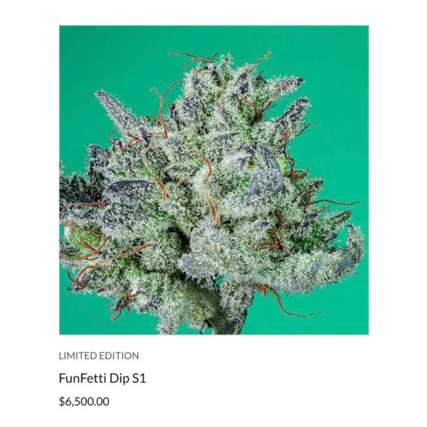 เมล็ดกัญชา Funfetti Dip (Fem) Sativa เบอรี่เค้ก 2024* - Copycat Genetix - Image 3
