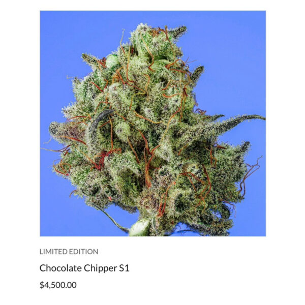 เมล็ดกัญชา Chocolate Chipper S1(Fem) Indica Fast* - Copycat Genetix - Image 2