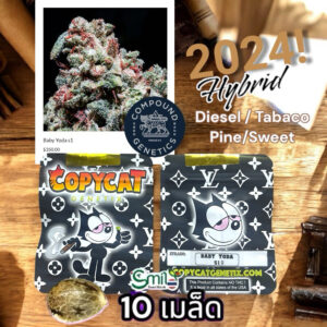 เมล็ดกัญชา Baby Yoda S1 (Fem) Hybrid Indica* - Copycat Genetix
