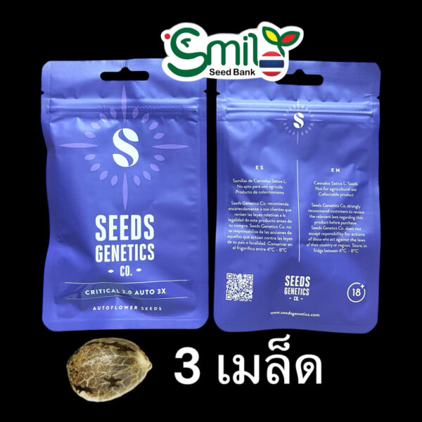 เมล็ดกัญชา Critical 2.0 (Auto) - Seeds Genetics.Co - Image 3