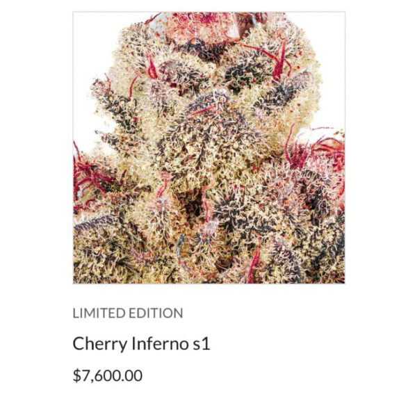 เมล็ดกัญชา Cherry Inferno S1 (Fem) Limited ใหม่ล่าสุด 2024*- Copycat Genetix - Image 2