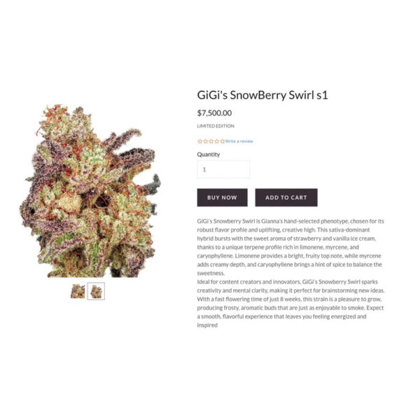 เมล็ดกัญชา GiGi’s SnowBerry Swirl S1 (Fem) Sativa ใหม่ล่าสุด 2024* - Copycat Genetix - Image 3