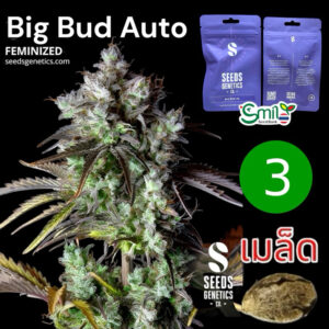 เมล็ดกัญชา Big Bud (Auto) - Seeds Genetics.Co