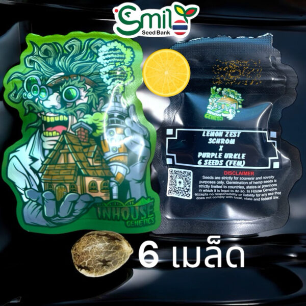 เมล็ดกัญชา Lemon Zest (Fem) ใหม่ แนะนำ* - In House Genetics [Purple Urkle Drop] - Image 5