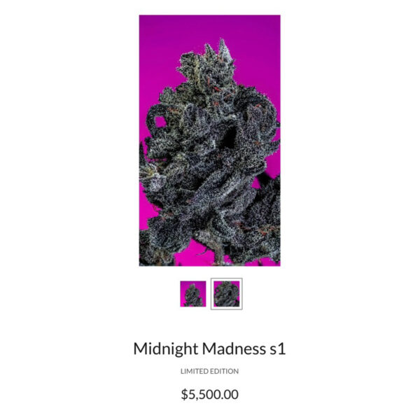 เมล็ดกัญชา Midnight Madness S1(Fem) Hybrid แบลคเบอรี่ 2024* - Copycat Genetix - Image 4