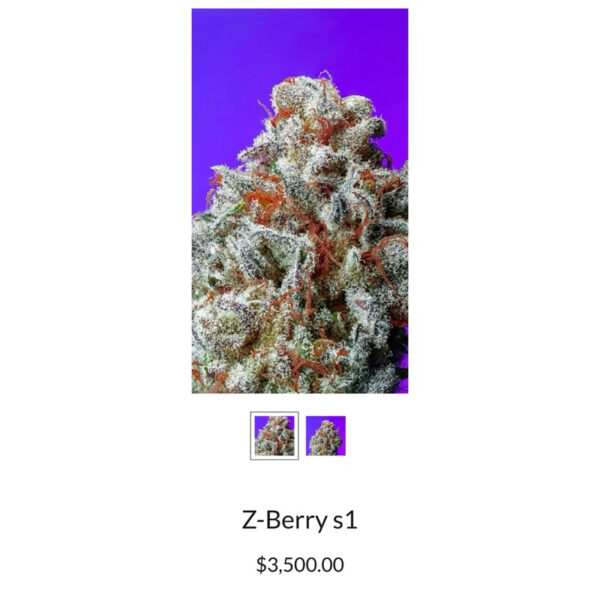 เมล็ดกัญชา Z - Berry S1 (Fem) Jungle Boys* - Copycat Genetix - Image 2