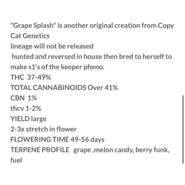 เมล็ดกัญชา Grape Splash S1 (Fem) Hybrid องุ่นหวานฉ่ำๆ 2024* - Copycat Genetix - Image 4