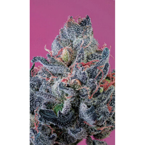 เมล็ดกัญชา Slumber Gum S1 (Fem) Indica หอมบับเบิ้ลกัม ผ่อนคลาย  2024* - Copycat Genetix - Image 2