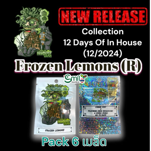 เมล็ดกัญชา Frozen Lemons (Reg) 12/2024* สุ่มเพศใหม่ล่าสุด - In House Genetics [12 DAYS OF IN HOUSE]