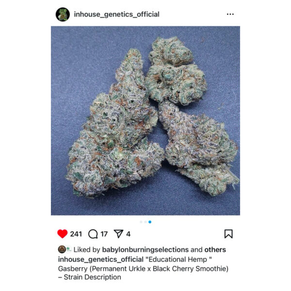 เมล็ดกัญชา Gasberry (Fem) 12/2024* ใหม่ - In House Genetics [12 DAYS OF IN HOUSE] - Image 3