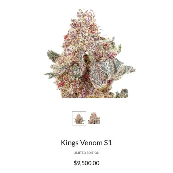 เมล็ดกัญชา Kings Venom S1 (Fem) Indica Effect ใหม่ล่าสุด 2024* - Copycat Genetix - Image 3