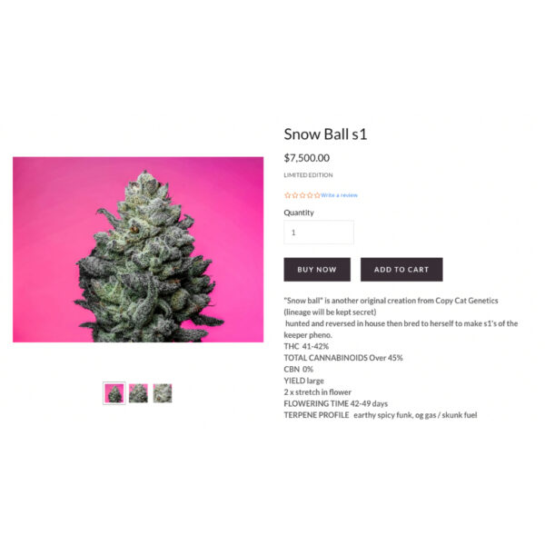 เมล็ดกัญชา Snow Ball S1 (Fem) New 2024* - Copycat Genetix - Image 3