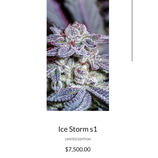 เมล็ดกัญชา ICE STORM S1 (Fem) Limited ใหม่แพ็คเกจ 2025* - Copycat Genetixx - Image 4