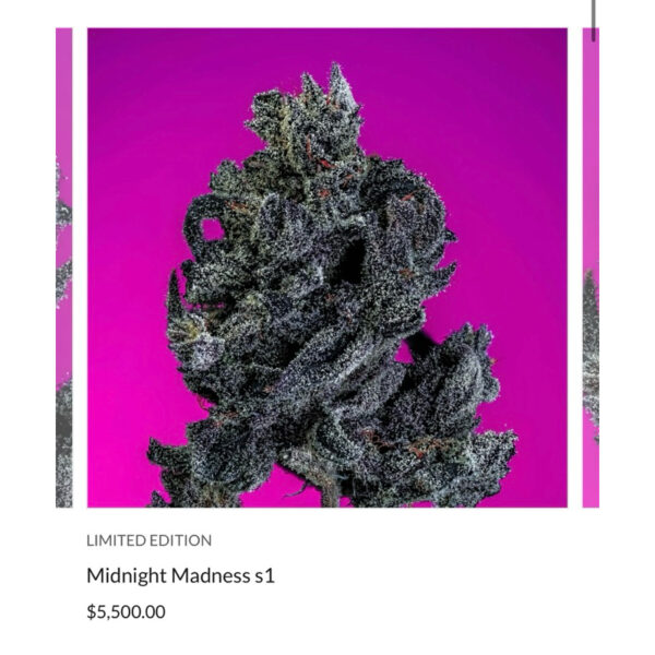 เมล็ดกัญชา Midnight Madness S1(Fem) Hybrid แบลคเบอรี่ 2024* - Copycat Genetix - Image 3