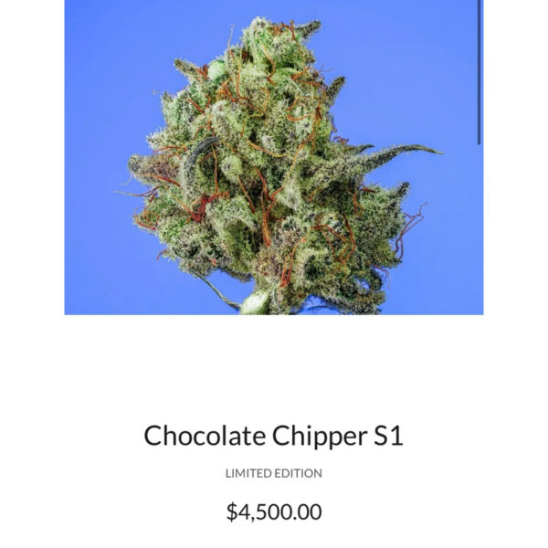 เมล็ดกัญชา Chocolate Chipper S1(Fem) Indica Fast* - Copycat Genetix - Image 3