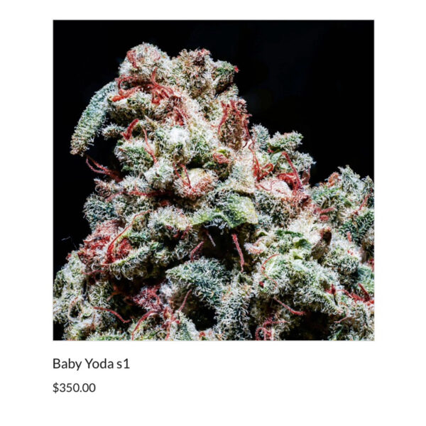 เมล็ดกัญชา Baby Yoda S1 (Fem) Hybrid Indica* - Copycat Genetix - Image 2