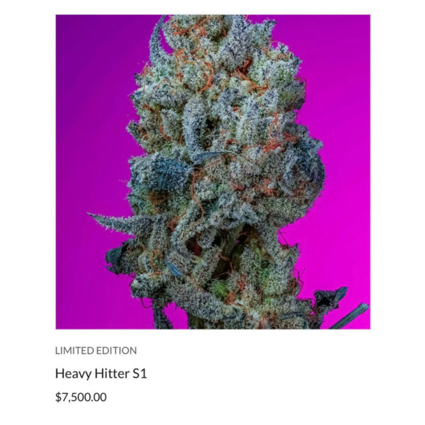 เมล็ดกัญชา Heavy Hitter S1 (Fem) อินดิก้าหนักๆ*- Copycat Genetix - Image 2