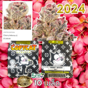 เมล็ดกัญชา Cherry Inferno S1 (Fem) Limited ใหม่ล่าสุด 2024*- Copycat Genetix