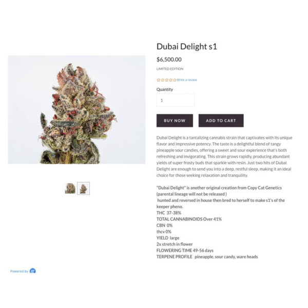 เมล็ดกัญชา Dubai Delight S1 (Fem) ใหม่ล่าสุด 2024* - Copycat Genetix - Image 4