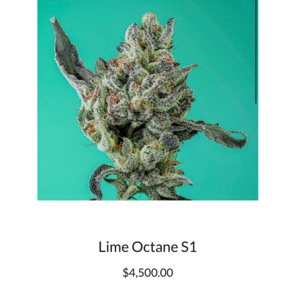เมล็ดกัญชา Lime Octane S1(Fem) Hybrid มะนาว ดีเซล - Copycat Genetix - Image 3