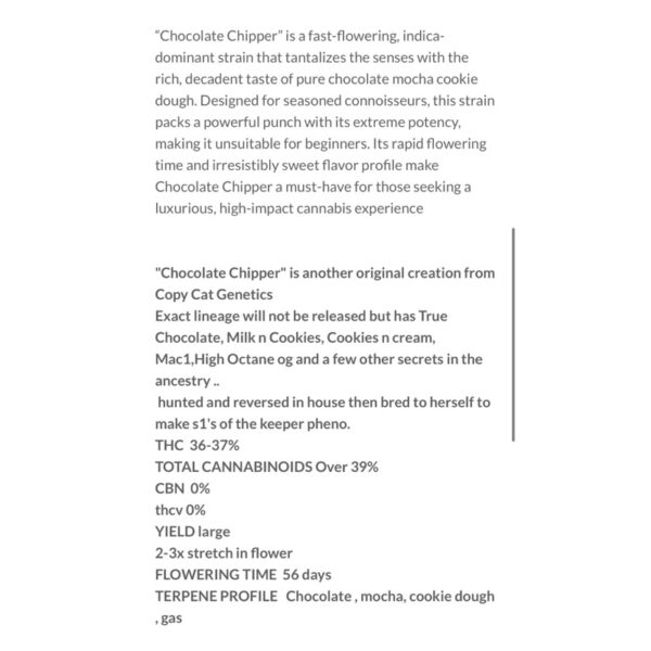 เมล็ดกัญชา Chocolate Chipper S1(Fem) Indica Fast* - Copycat Genetix - Image 4