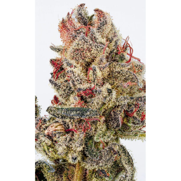 เมล็ดกัญชา Dubai Delight S1 (Fem) ใหม่ล่าสุด 2024* - Copycat Genetix - Image 5