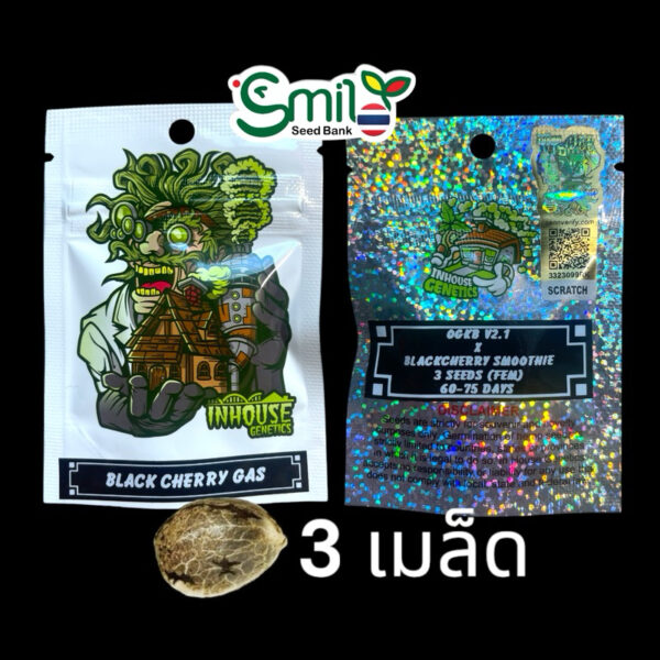 เมล็ดกัญชา Black Cherry Gas (Fem) ใหม่ 9/2024* - In House Genetics - Image 2