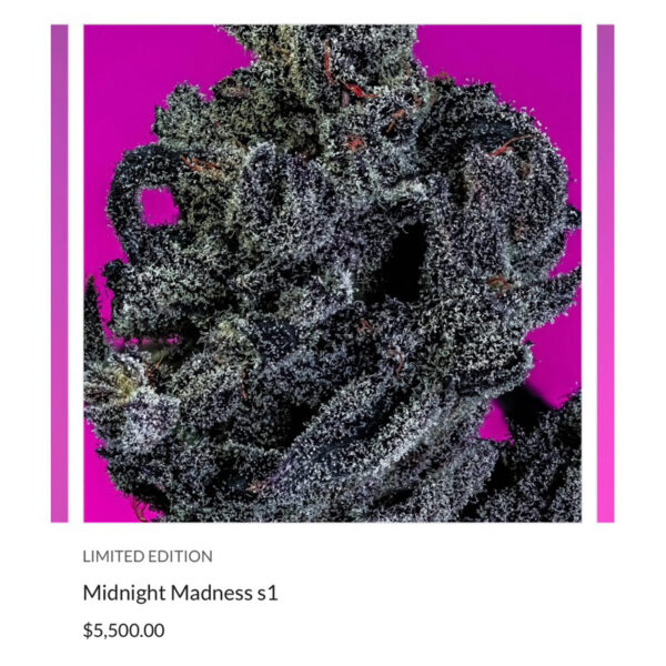 เมล็ดกัญชา Midnight Madness S1(Fem) Hybrid แบลคเบอรี่ 2024* - Copycat Genetix - Image 2