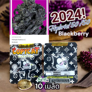 เมล็ดกัญชา Midnight Madness S1(Fem) Hybrid แบลคเบอรี่ 2024* - Copycat Genetix